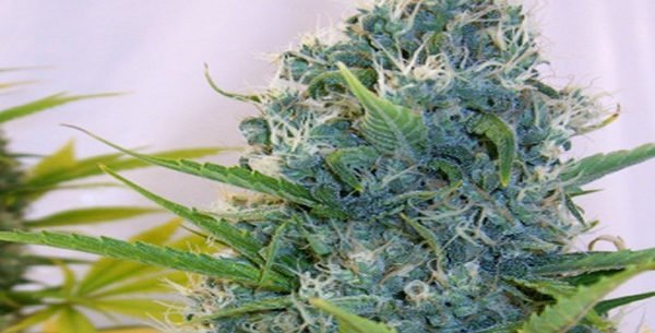 Blueberry Marijuana Strain Information